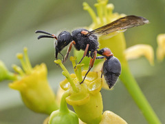 Leptochilus cruentatus