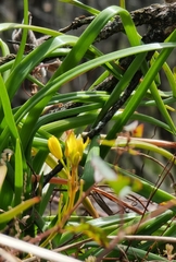 Bulbine vagans