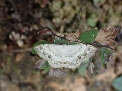 Scopula propinquaria