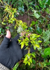 Dendrobium pugioniforme