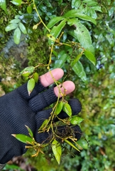 Dendrobium pugioniforme