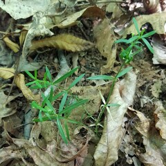 Galium uniflorum