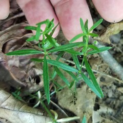 Galium uniflorum