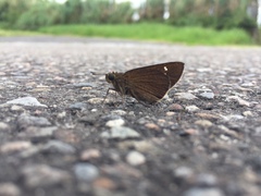 Caltoris cahira austeni