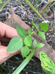 Strophostyles helvola