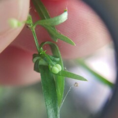 Galium uniflorum