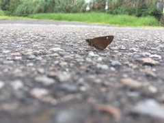 Caltoris cahira austeni