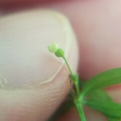 Galium uniflorum