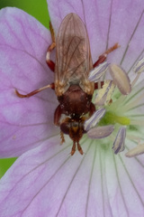 Myopa clausa
