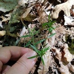 Galium uniflorum