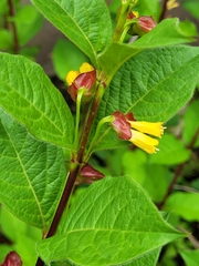 Lonicera involucrata