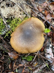 Cortinarius clandestinus
