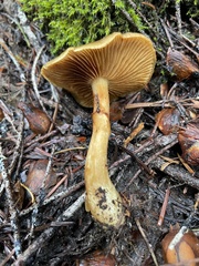 Cortinarius clandestinus