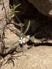 Collomia tinctoria
