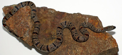 Lampropeltis alterna