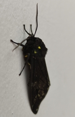 Dysschema magdala