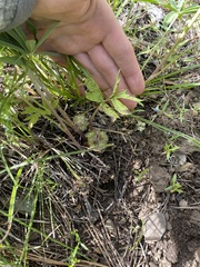 Hydrophyllum alpestre