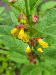 Lonicera involucrata