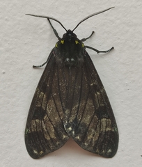 Dysschema magdala