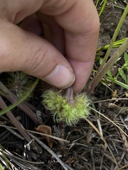 Hydrophyllum alpestre