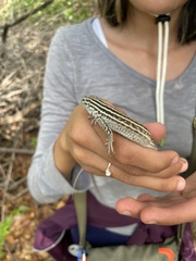 Aspidoscelis neomexicanus
