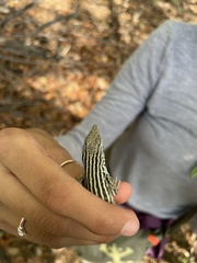 Aspidoscelis neomexicanus