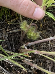 Hydrophyllum alpestre