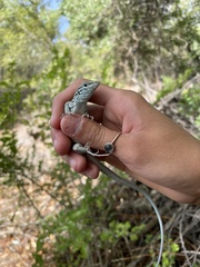 Aspidoscelis neomexicanus