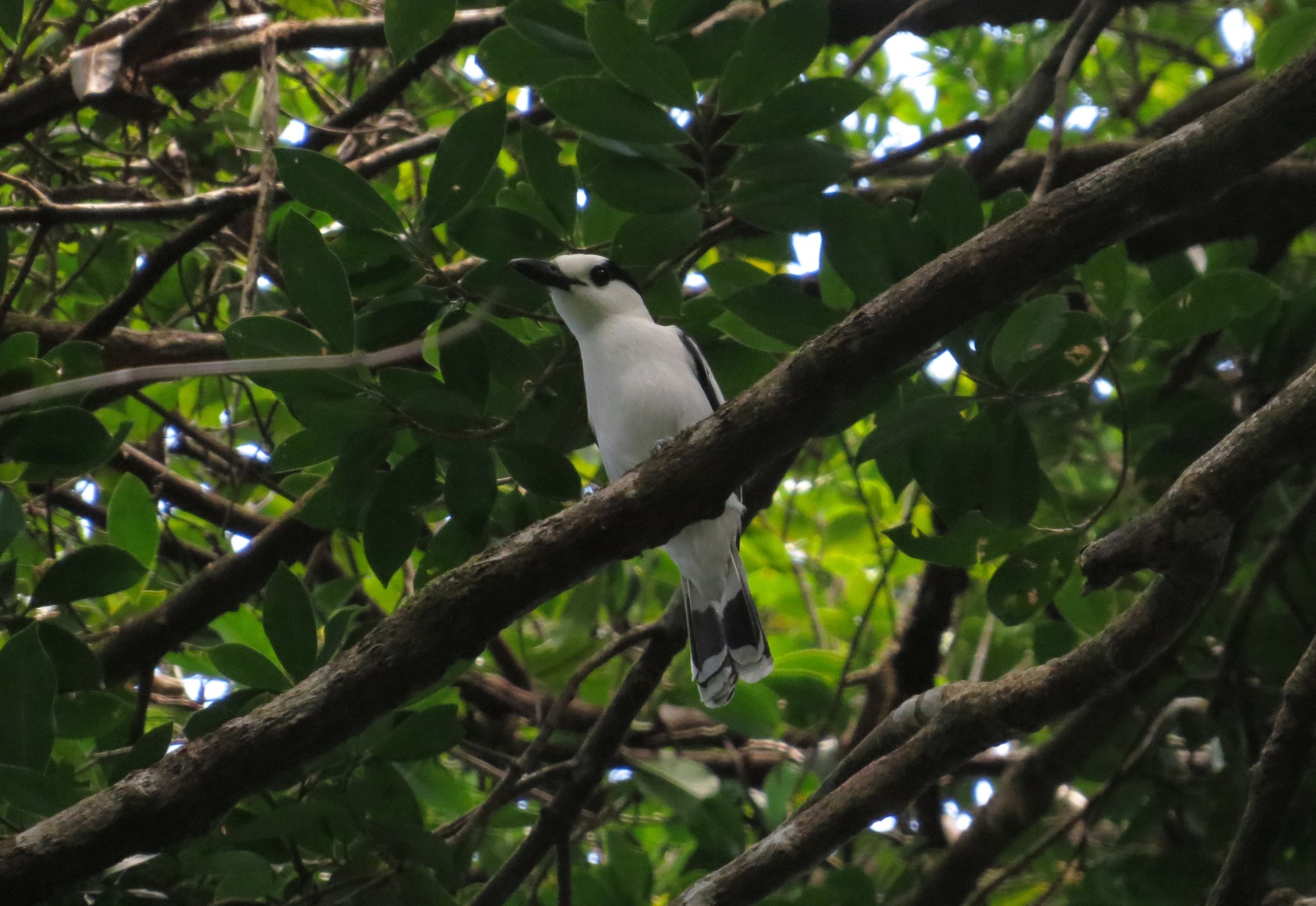 Hook-billed Vanga illustration