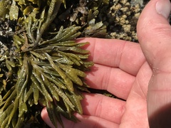 Pelvetiopsis limitata