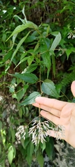 Eupatorium tashiroi