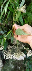 Eupatorium tashiroi