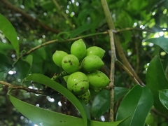 Artabotrys hexapetalus