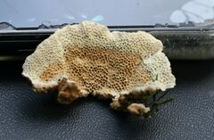 Oxychaete cervinogilva