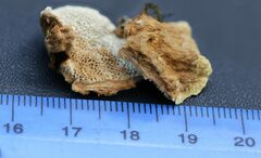 Oxychaete cervinogilva