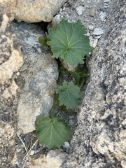 Scrophularia desertorum