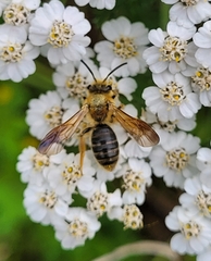 Andrena