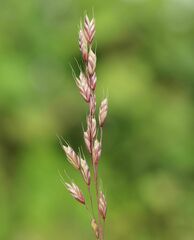 Bromus racemosus