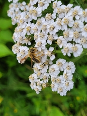 Andrena