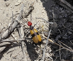 Tegrodera latecincta