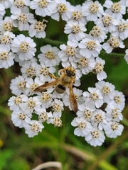 Andrena