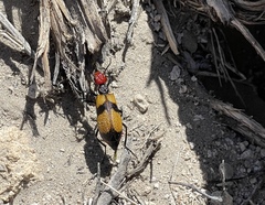 Tegrodera latecincta