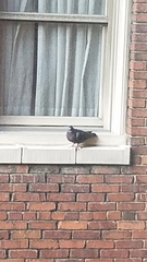 Columba livia