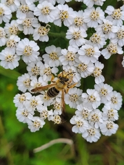 Andrena