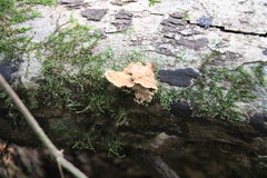 Oxychaete cervinogilva