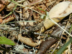 Trimerotropis fontana