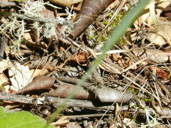 Trimerotropis fontana