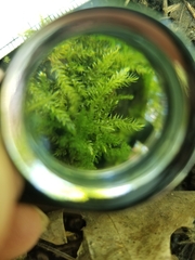 Hygroamblystegium