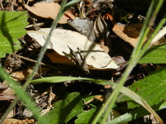 Trimerotropis fontana