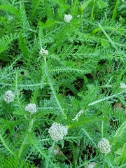Achillea millefolium borealis